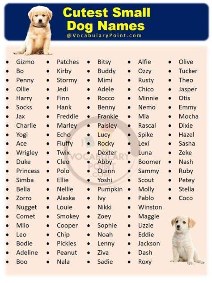 200+ Dog Names That Start With K For Your Kawaii Puppy
