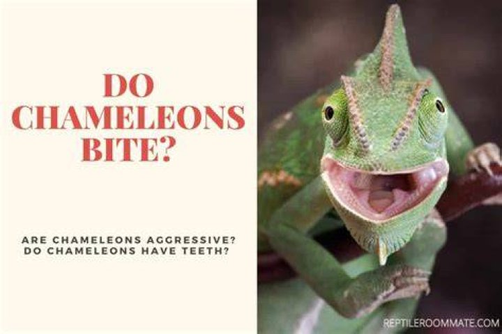 Do chameleon bites hurt