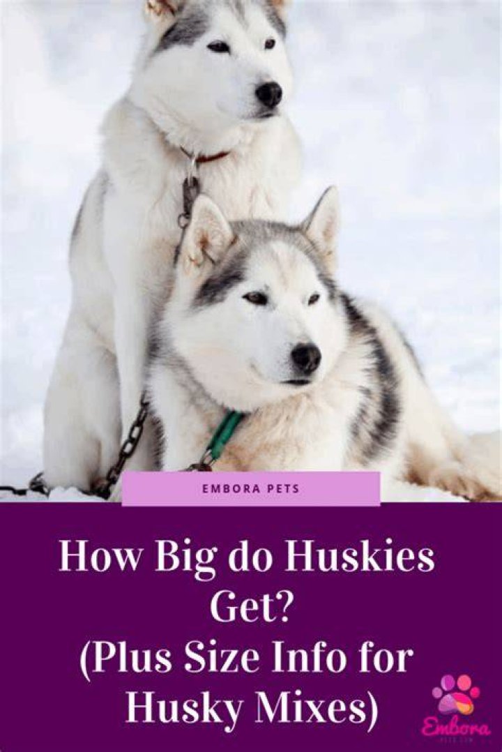 How big do huskies get