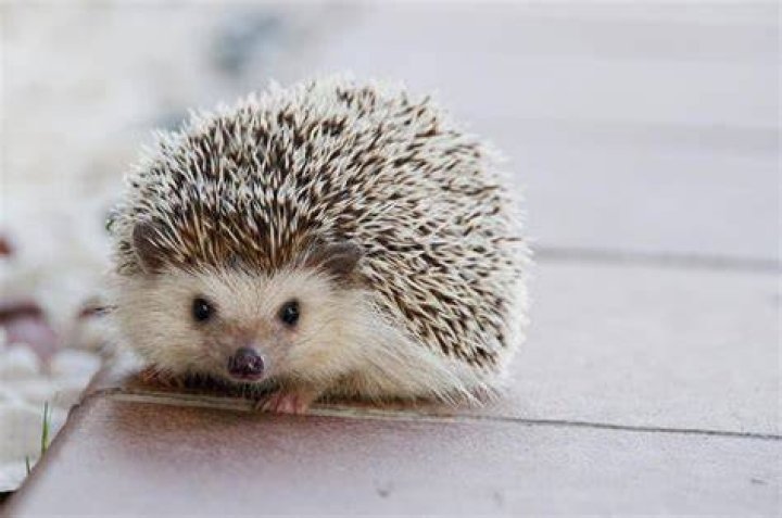 How much do hedgehogs cost at petsmart