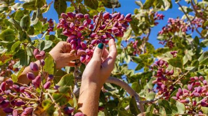 Karan Hoss Net Worth: How Much Does Selling Sunset Star Make From His Pistachio Farm, Fresno?