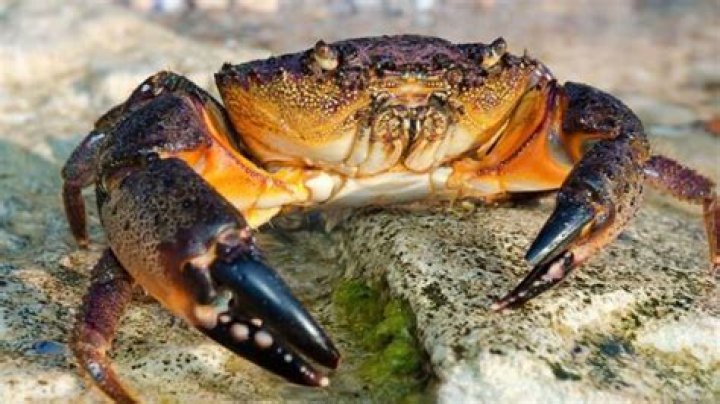 Types of crabs in florida