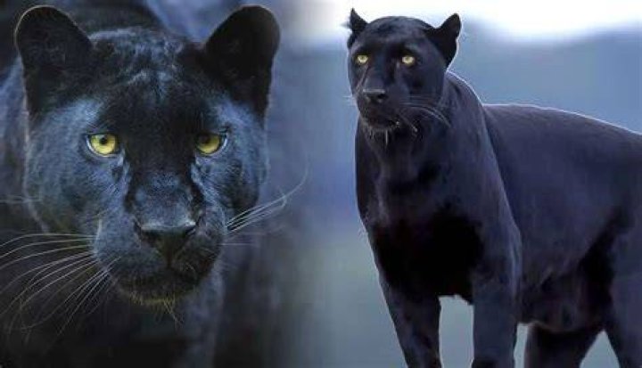 Was Chaka Khan a Black Panther? Does Chaka Khan speak German?